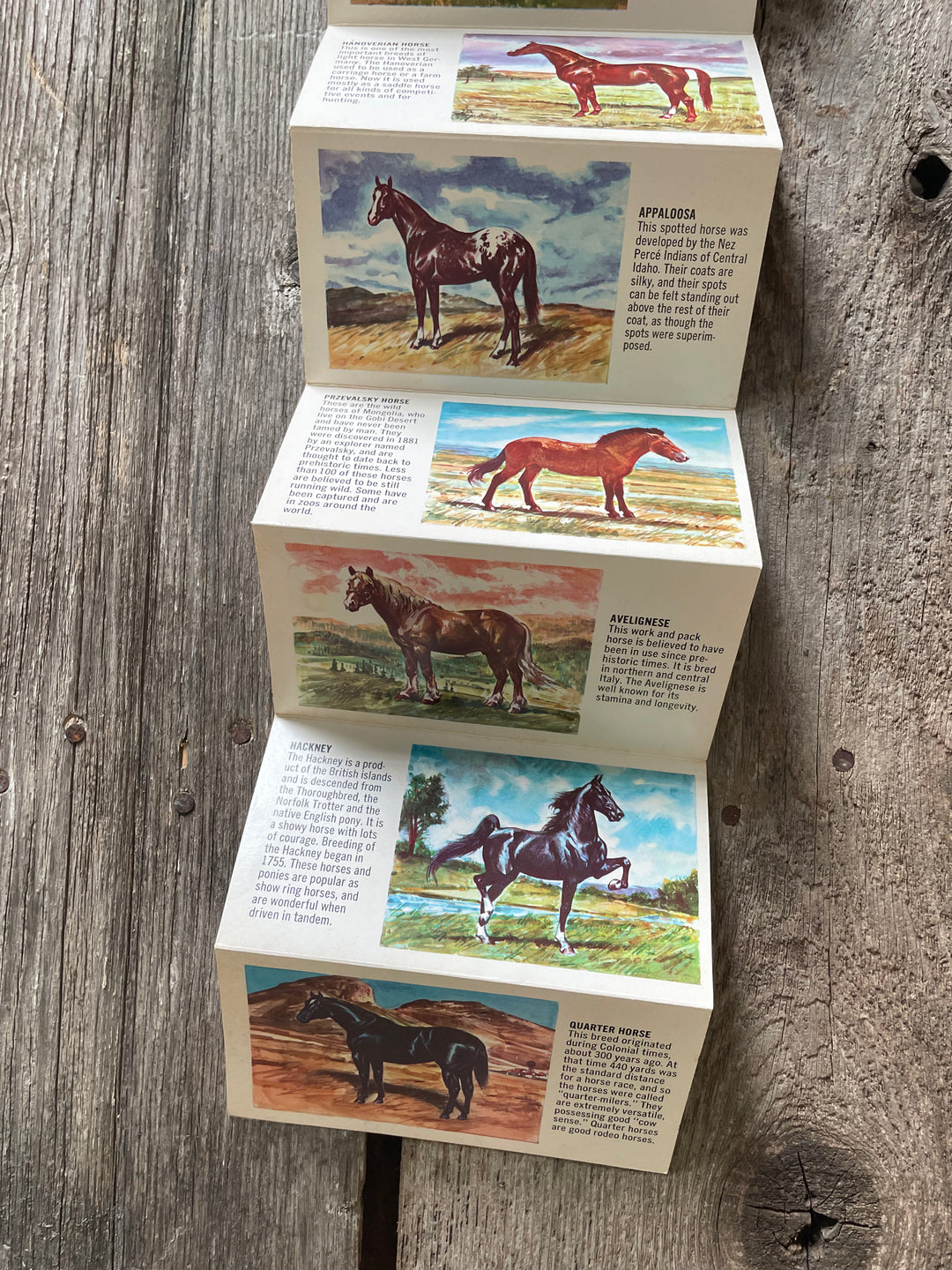 Vintage Horse Flip Book